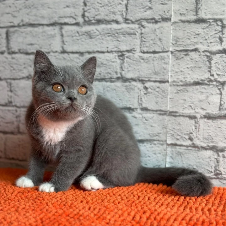 Colette Scottish Straight/Fold  Kittens | Kitten for sale. 
