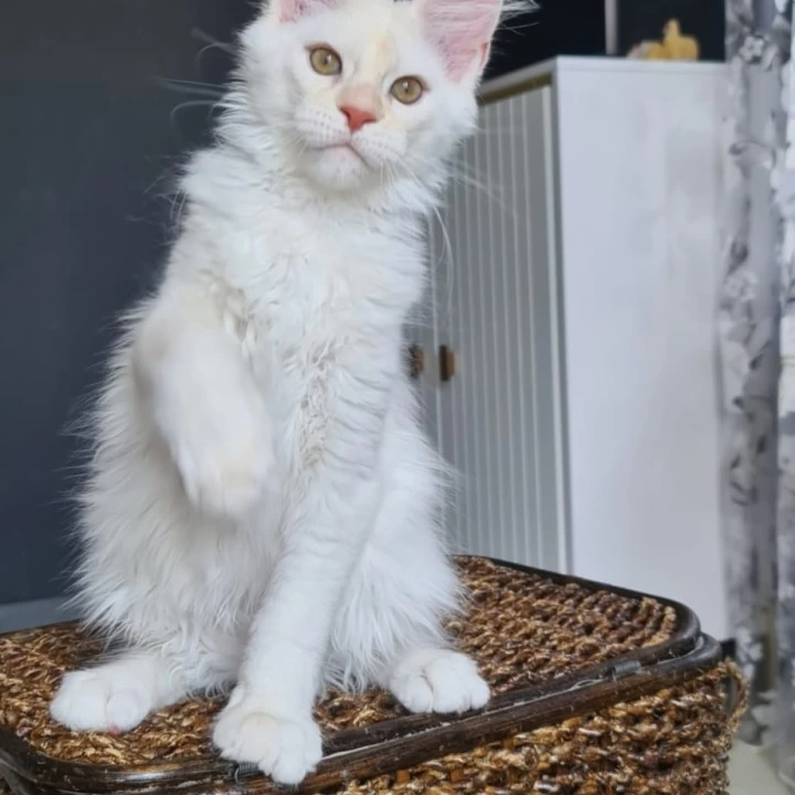 Ustin Maine Coon Kittens | Kittens for sale. 