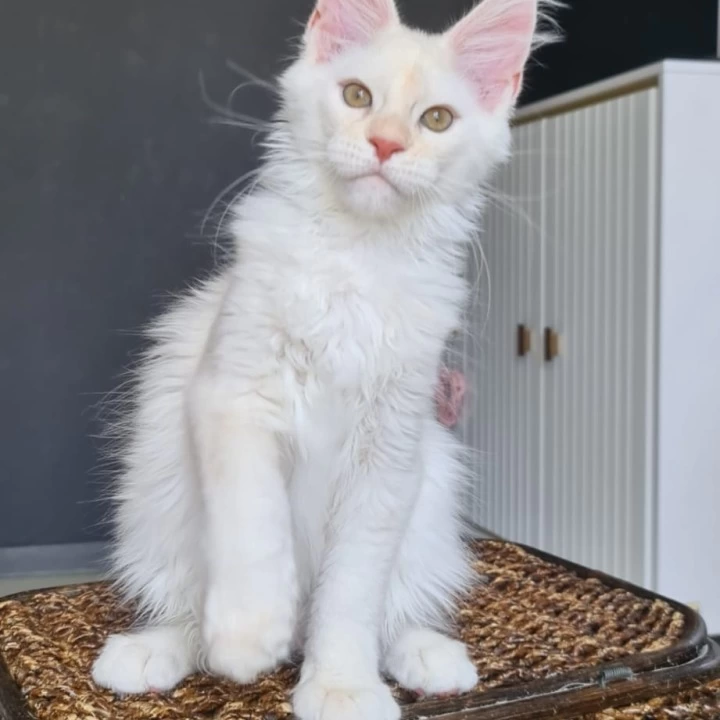 Ustin Maine Coon Kittens | Kittens for sale.