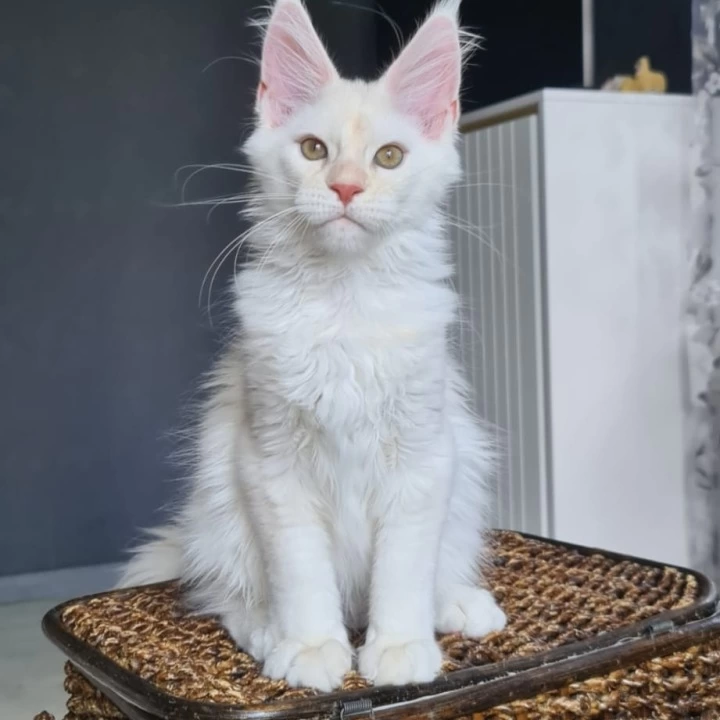 Ustin Maine Coon Kittens | Kittens for sale.