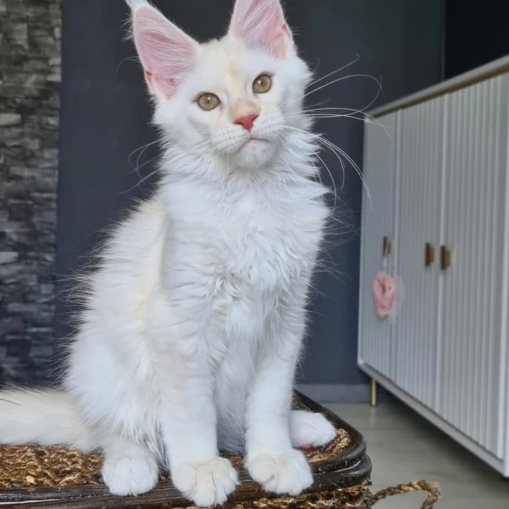 Ustin Maine Coon Kittens | Kittens for sale. 