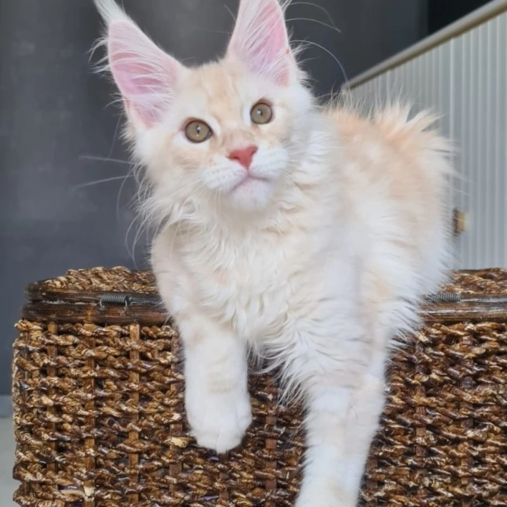 Urmas red Maine Coon Kittens | Buy a kitten. 