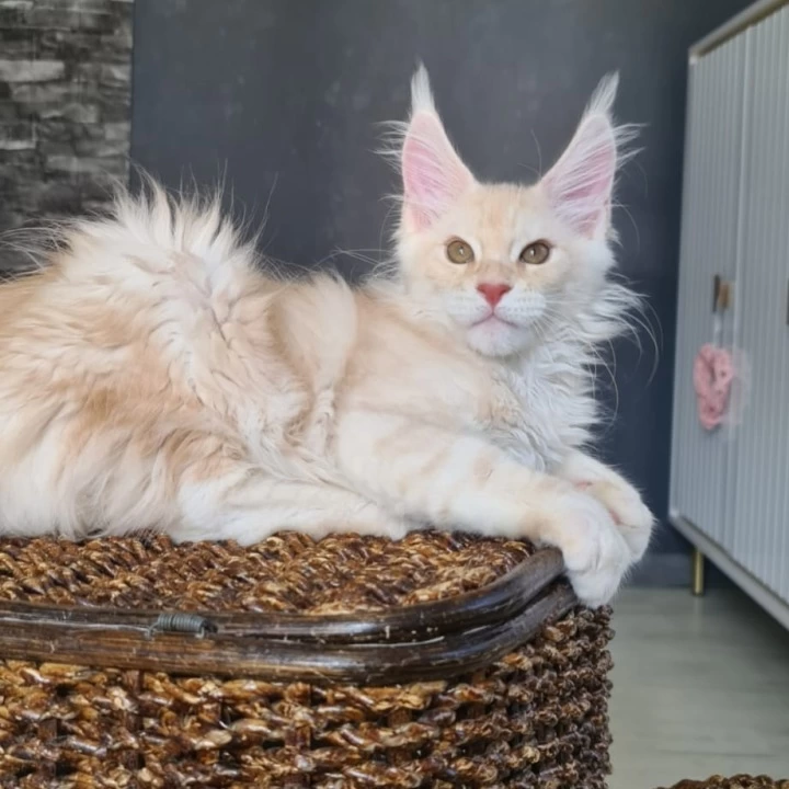 Urmas red Maine Coon Kittens | Buy a kitten.