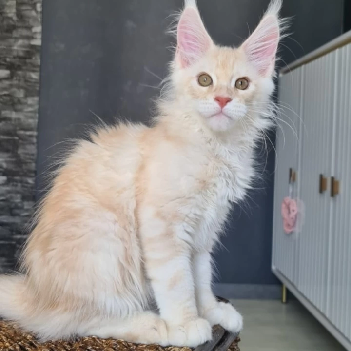 Urmas red Maine Coon Kittens | Buy a kitten.