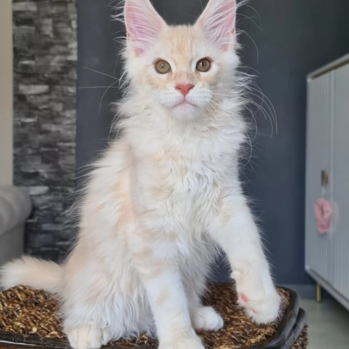 Urmas red Maine Coon Kittens | Buy a kitten.