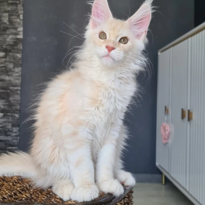 Urmas red Maine Coon Kittens | Buy a kitten. 