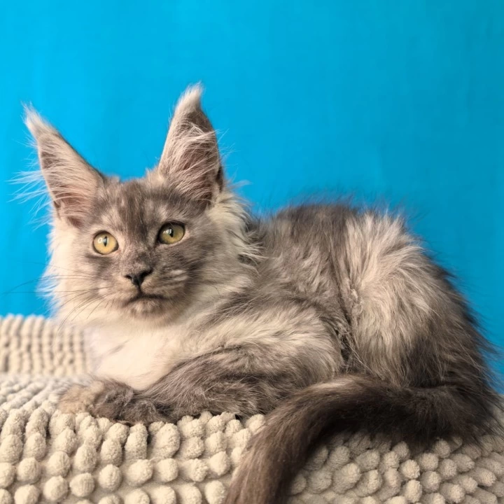 Quasar Maine Coon Kittens | Buy a kitten. 
