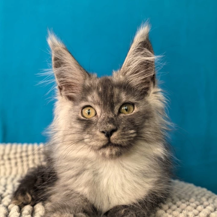 Quasar Maine Coon Kittens | Buy a kitten. 