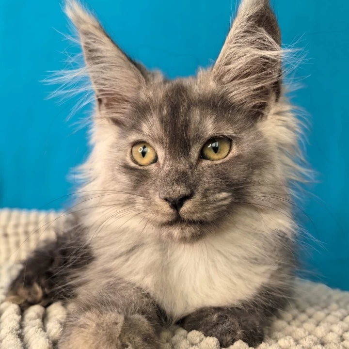 Quasar Maine Coon Kittens | Buy a kitten. 