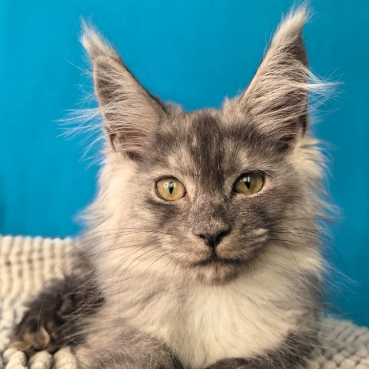 Quasar Maine Coon Kittens | Buy a kitten. 
