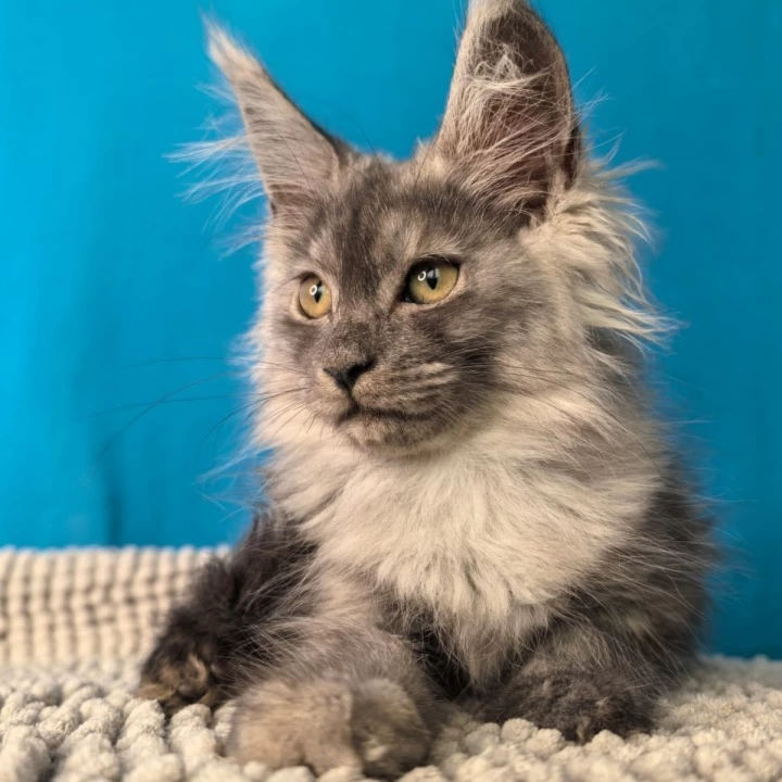 Quasar Maine Coon Kittens | Buy a kitten. 