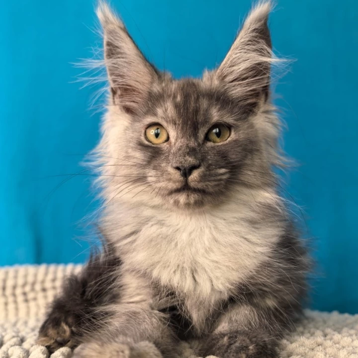 Quasar Maine Coon Kittens | Buy a kitten. 