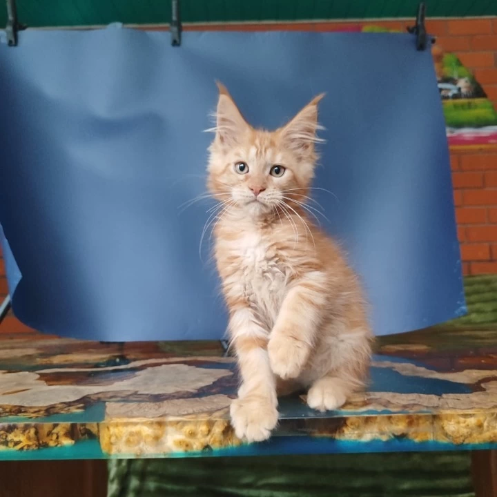 Enrik Maine Coon Kittens | Kitten for sale. 