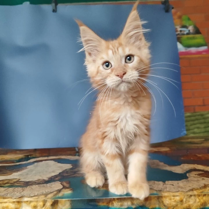 Enrik Maine Coon Kittens | Kitten for sale. 