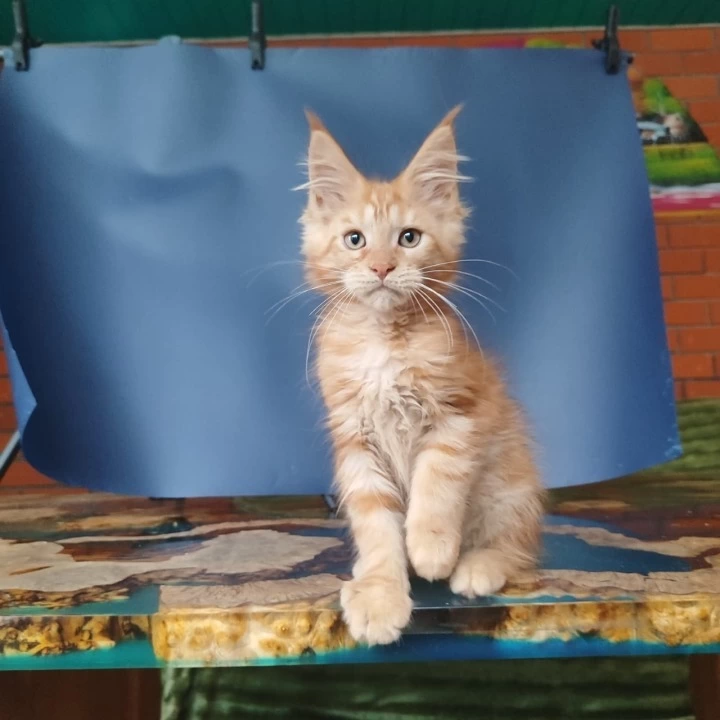 Enrik Maine Coon Kittens | Kitten for sale. 