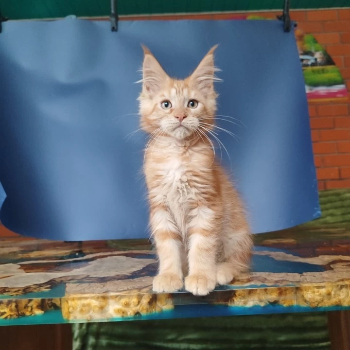 Enrik Maine Coon Kittens | Kitten for sale. 
