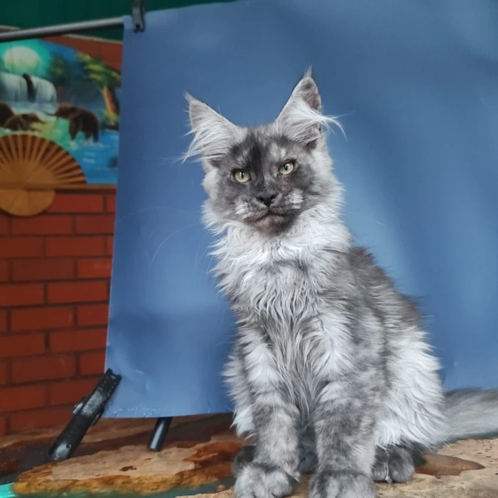 Zakhar Maine Coon Kittens | Large selection of kittens. 