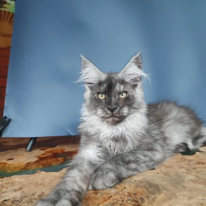 Zakhar Maine Coon Kittens | Large selection of kittens.