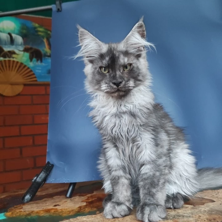 Zakhar Maine Coon Kittens | Large selection of kittens. 