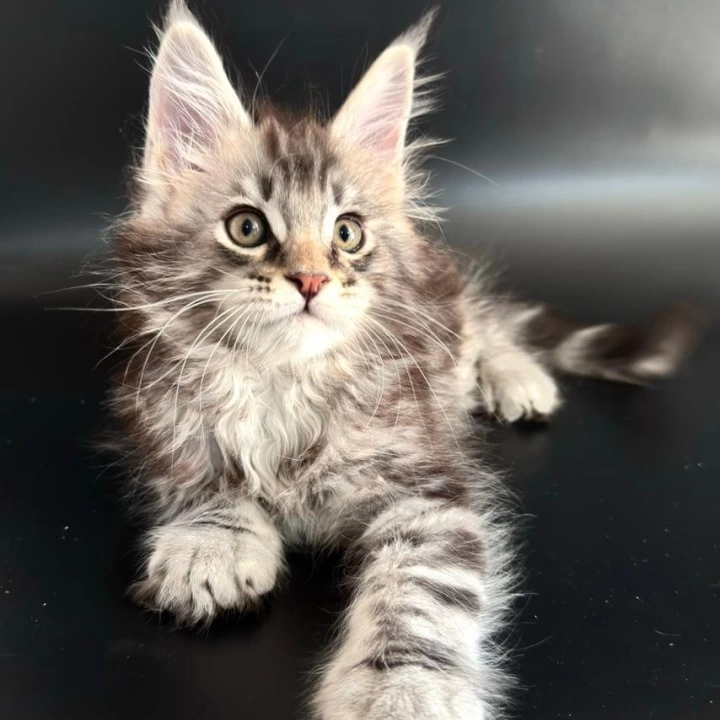 Gamlet Maine Coon Kittens | Buy a kitten. 