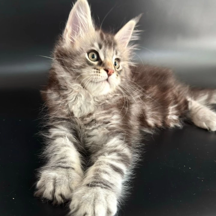 Gamlet Maine Coon Kittens | Buy a kitten.