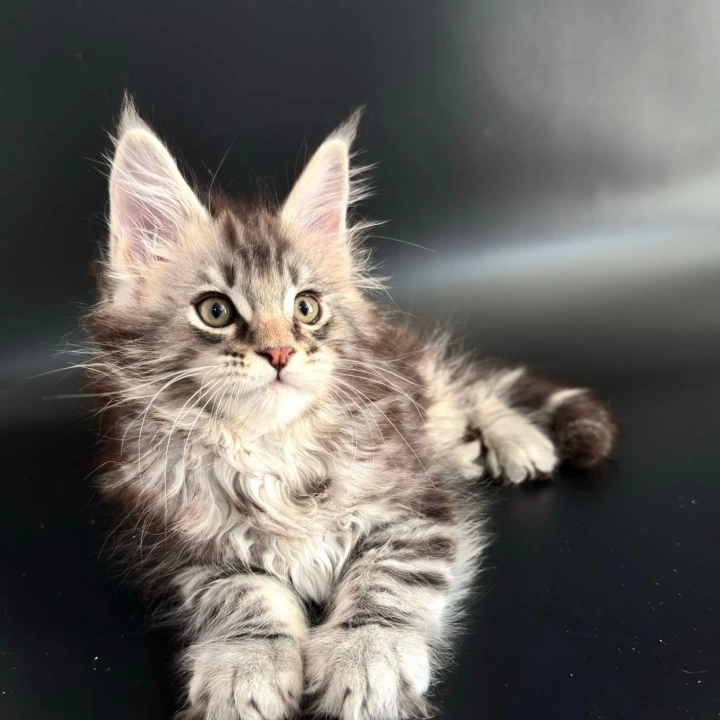 Gamlet Maine Coon Kittens | Buy a kitten.