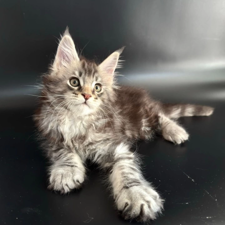 Gamlet Maine Coon Kittens | Buy a kitten.