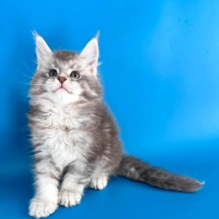 Gocha Maine Coon Kittens | Kitten for sale. 