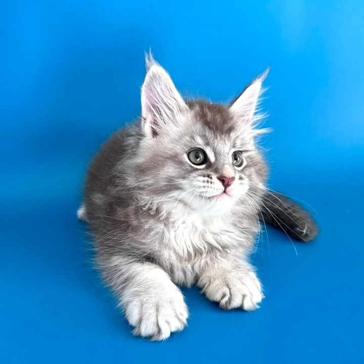 Gocha Maine Coon Kittens | Kitten for sale. 