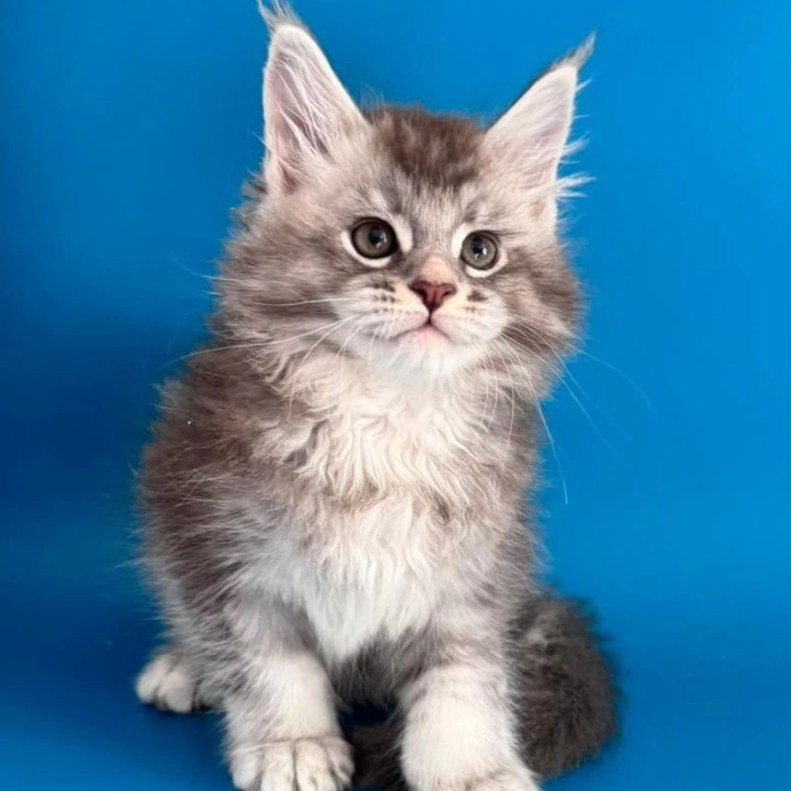 Gocha Maine Coon Kittens | Kitten for sale. 