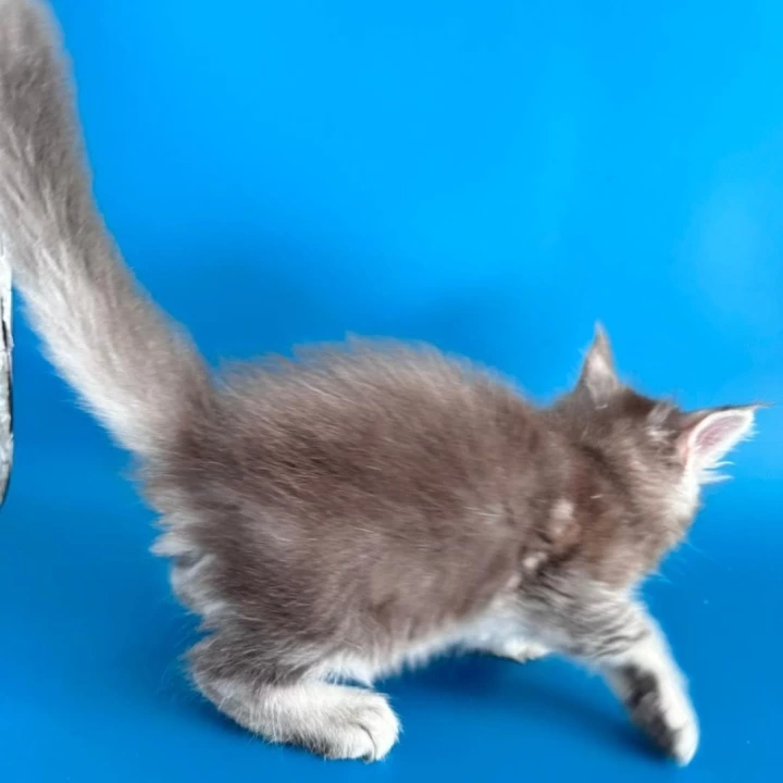 Gocha Maine Coon Kittens | Kitten for sale. 