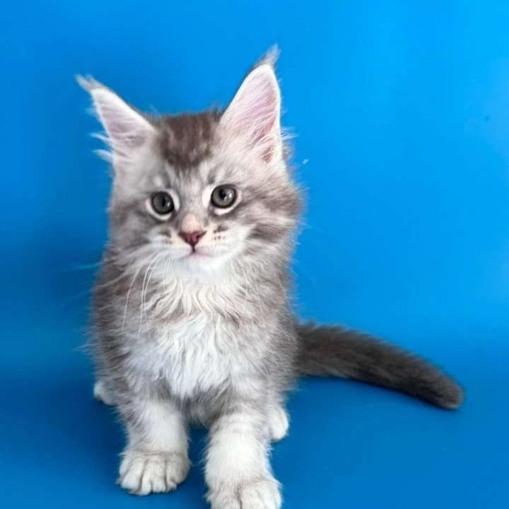 Gocha Maine Coon Kittens | Kitten for sale. 
