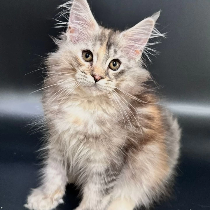 Fortune Maine Coon Kittens | Buy a kitten. 