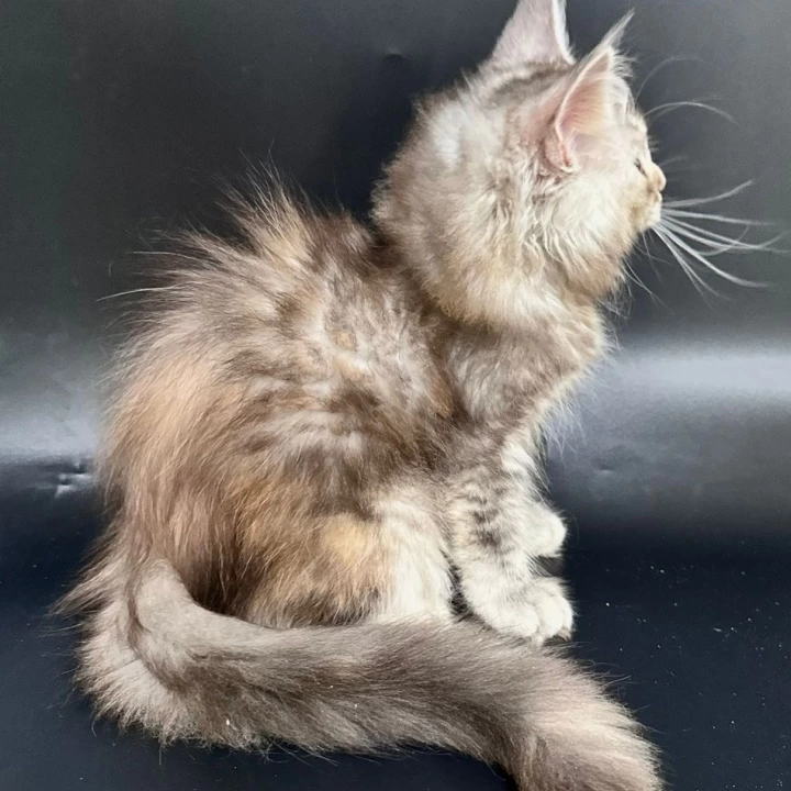 Fortune Maine Coon Kittens | Buy a kitten. 