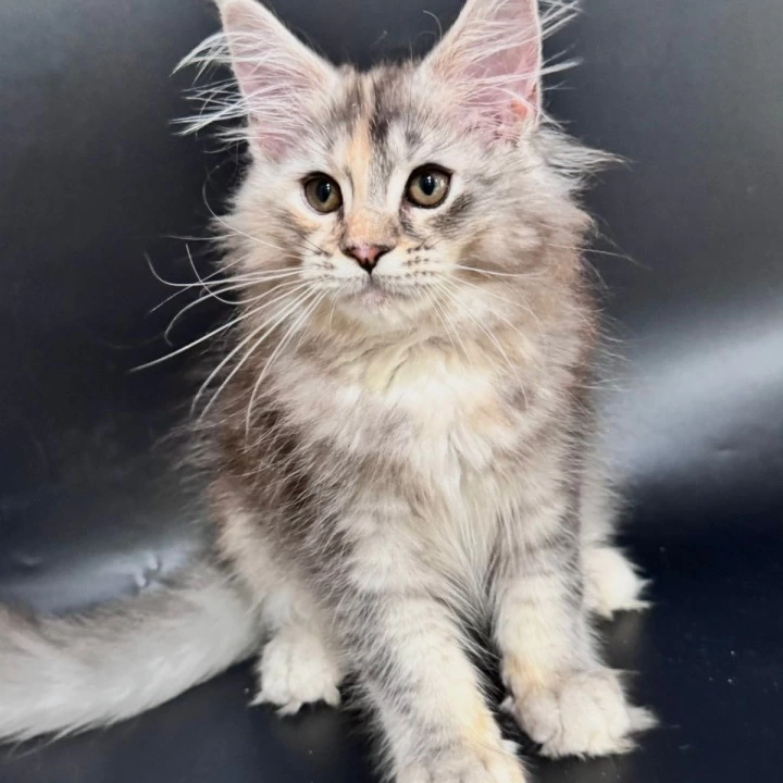 Fortune Maine Coon Kittens | Buy a kitten. 