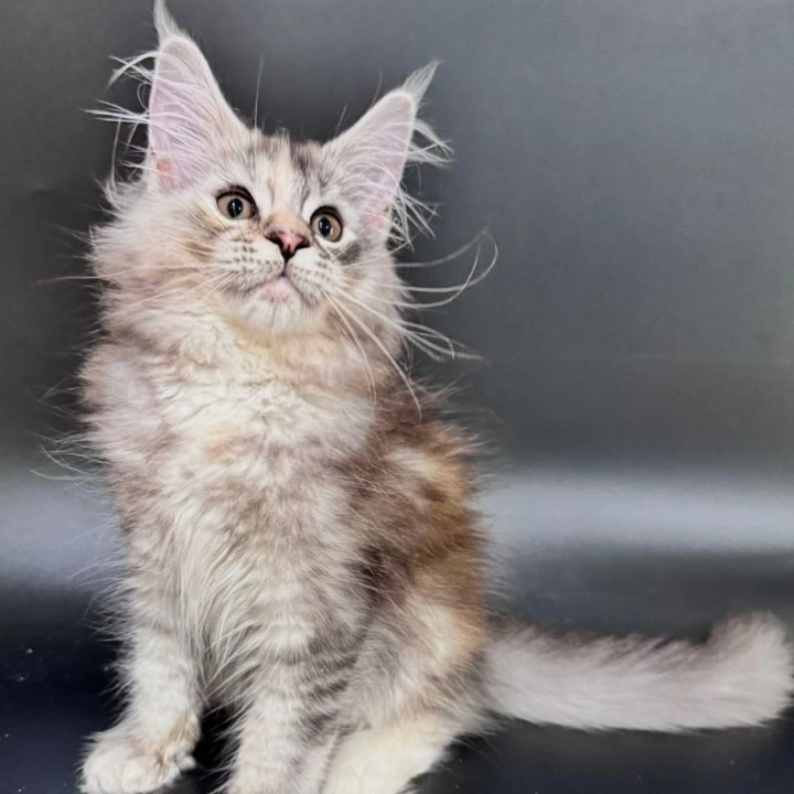 Fortune Maine Coon Kittens | Buy a kitten. 