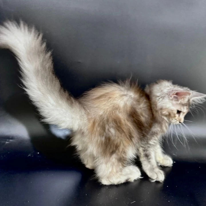 Fortune Maine Coon Kittens | Buy a kitten. 