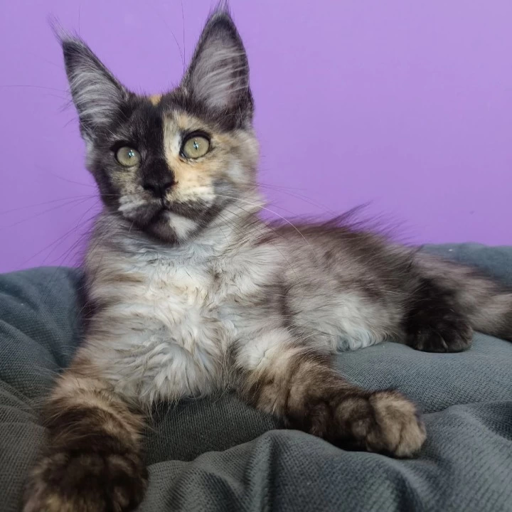 Radalina Maine Coon Kittens | Buy a kitten. 