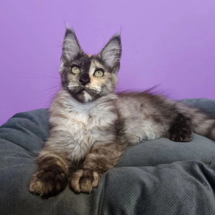 Radalina Maine Coon Kittens | Buy a kitten. 