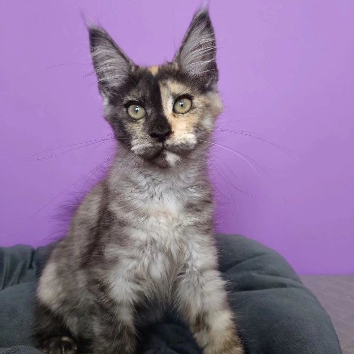 Radalina Maine Coon Kittens | Buy a kitten. 