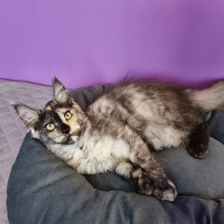 Radalina Maine Coon Kittens | Buy a kitten. 