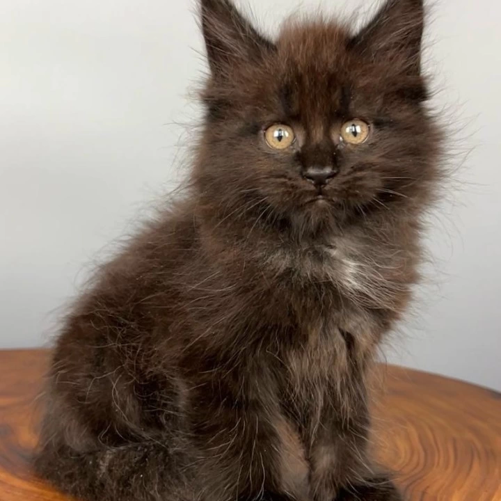 Richard Maine Coon Kittens | Large selection of kittens. 