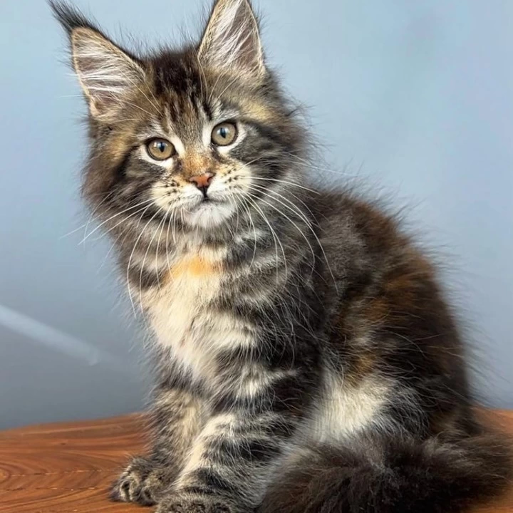 Kurara Maine Coon Kittens | Buy a kitten. 