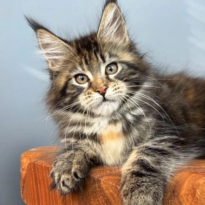 Kurara Maine Coon Kittens | Buy a kitten. 