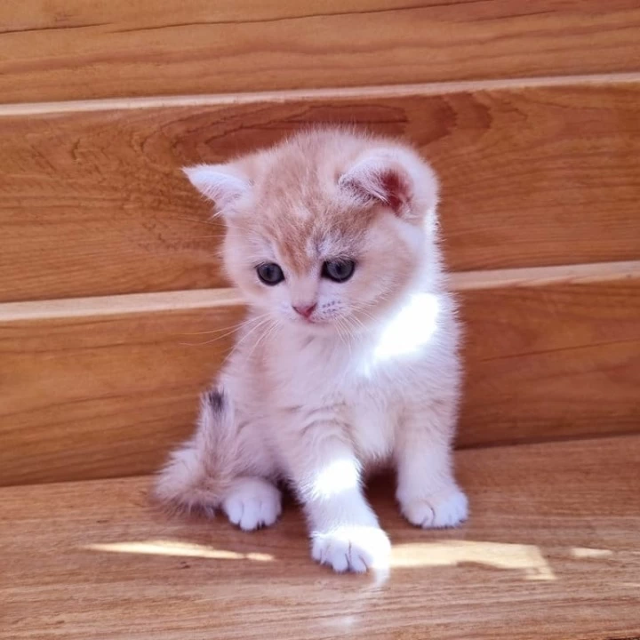 Bounty British Shorthair Kittens | Kittens for sale. 