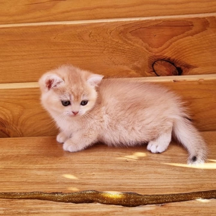 Bounty British Shorthair Kittens | Kittens for sale. 