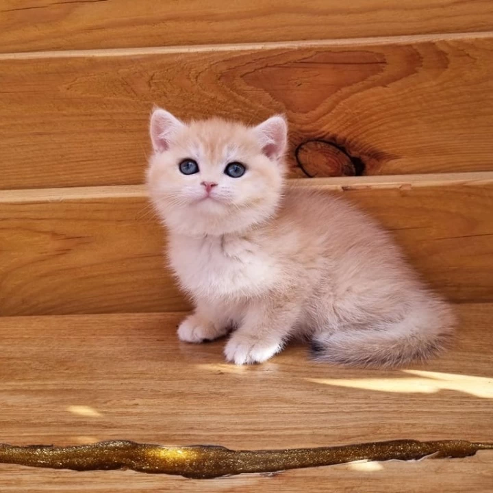 Bounty British Shorthair Kittens | Kittens for sale. 