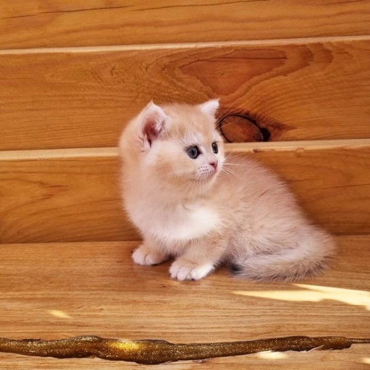 Bounty British Shorthair Kittens | Kittens for sale. 