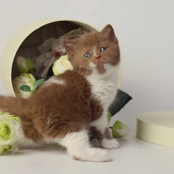 Udacha British Shorthair Kittens | Kitten for sale. 