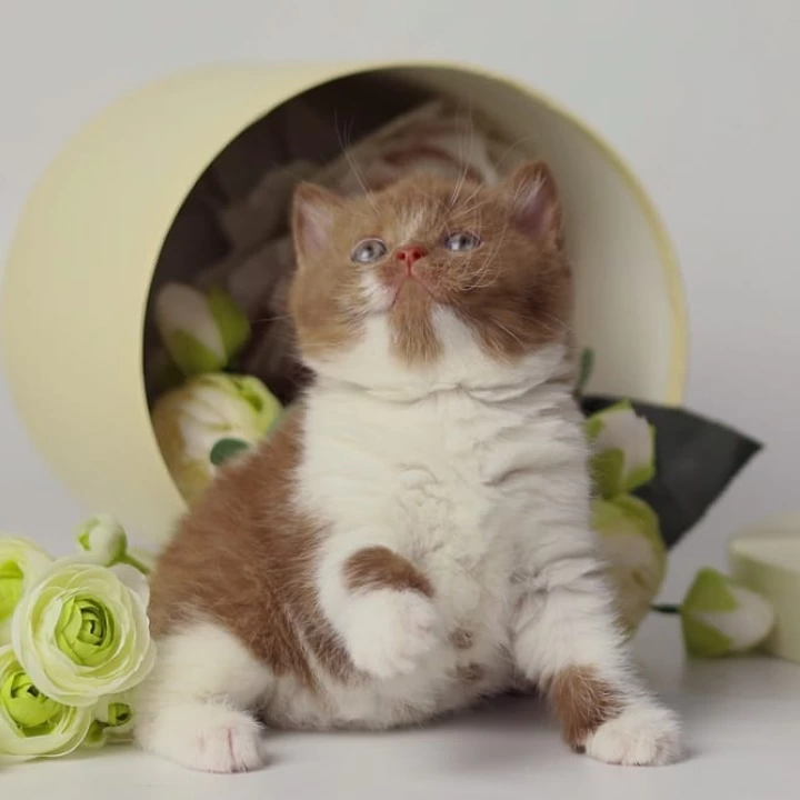 Udacha British Shorthair Kittens | Kitten for sale. 